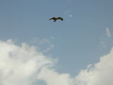 040802tonbi