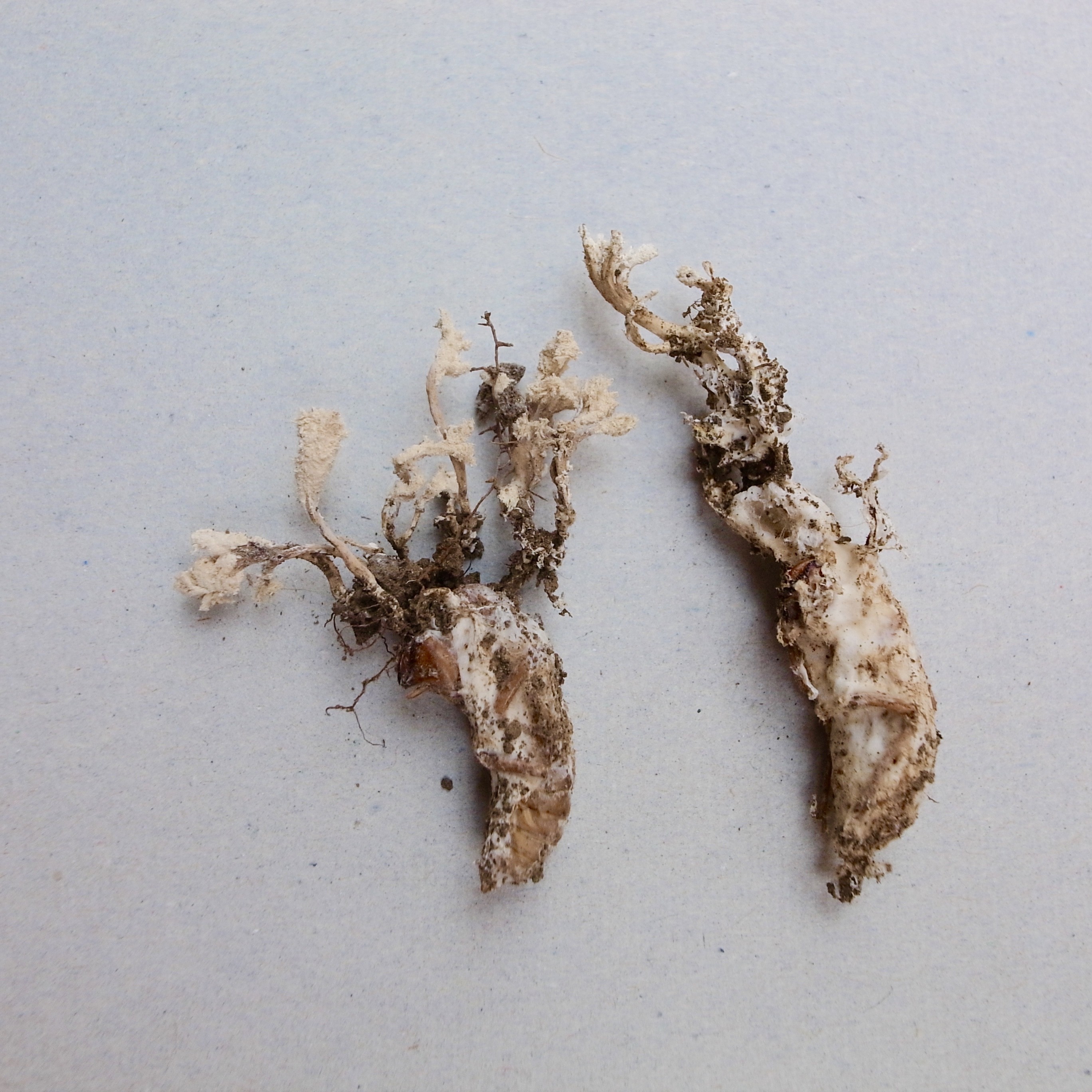庭の虫＋草 「冬虫夏草（セミタケ・ツクツクボウシタケ