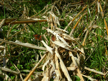 DSCN12730561