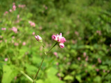 091801mamakonoshirinugui