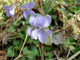 033001sumire