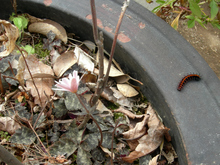 DSCN12570545