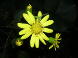 102501wakabuagumo