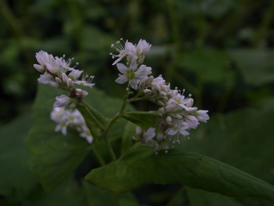 RES07496