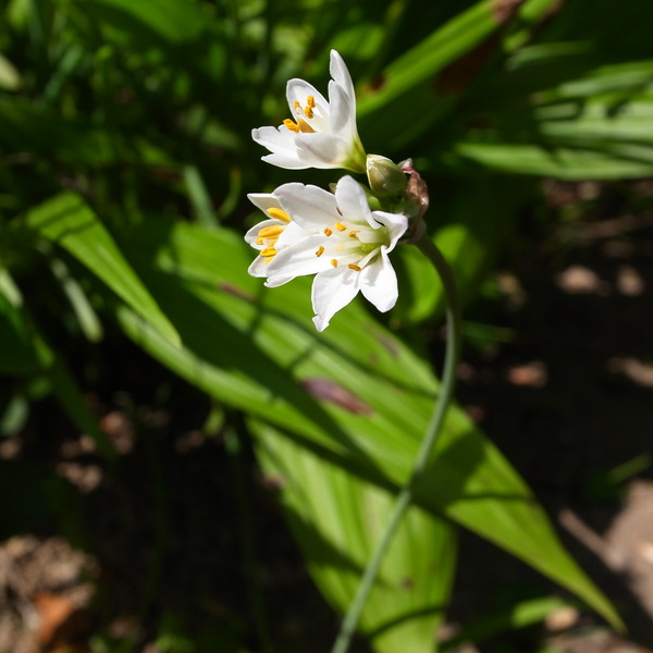RIMG52909