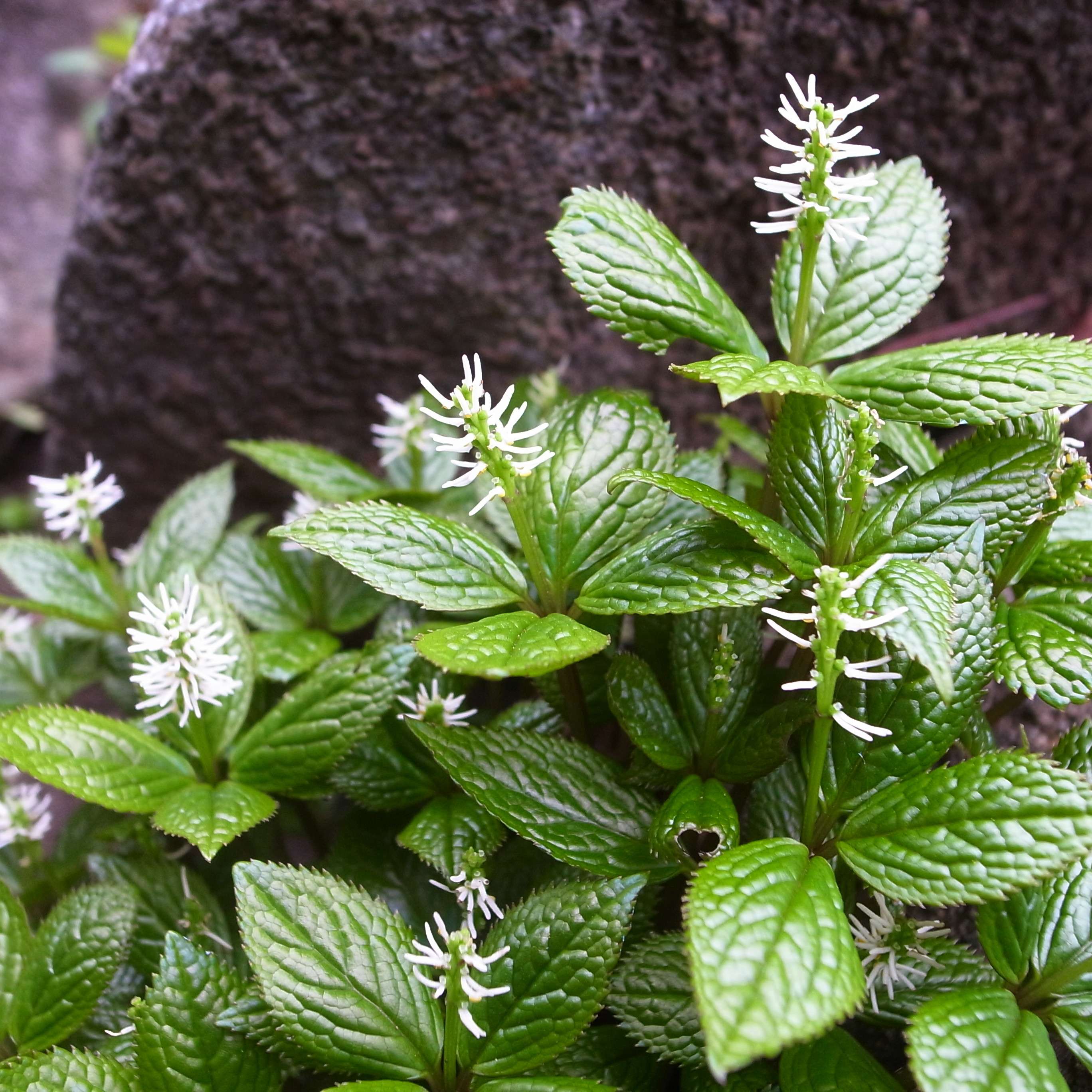 葉山 アゲハ亭 庭の花 ヒトリシズカ Livedoor Blog ブログ 葉山 アゲハ亭 庭の花 ヒトリシズカ Livedoor Blog ブログ