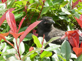 060402karasu