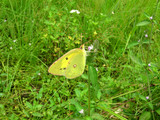 090602monnki