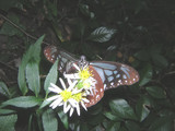 101801asagimadara