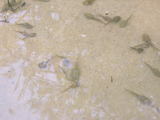 052902otama