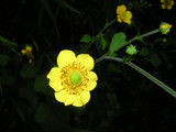 071903daikonso