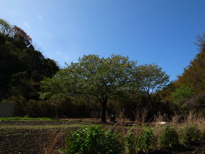 RIMG26991