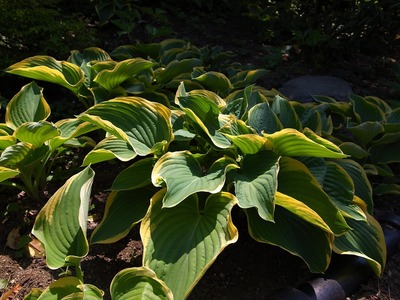 RES04061