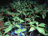 110901hadakahozuki