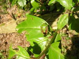050301chabaneaokamemushi