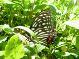 101301akaboshigomadara