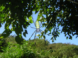 100401jorogumo
