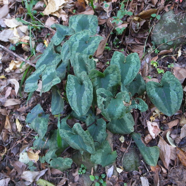 R0092675