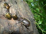 080502kabuto