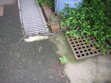 07030101aodaisho1