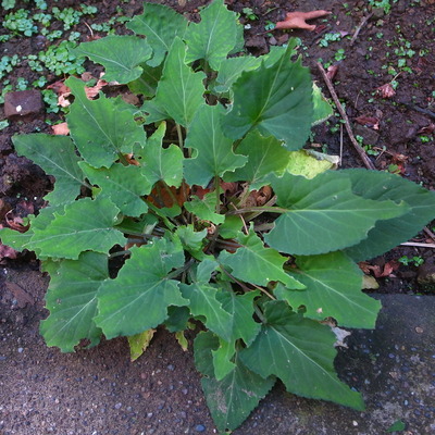R0070426
