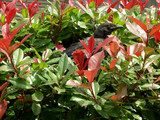 060401karasu
