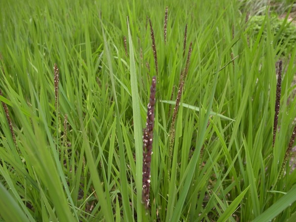 RES07890
