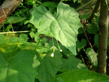 091202suzumeuri