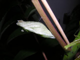 071502sanagi2