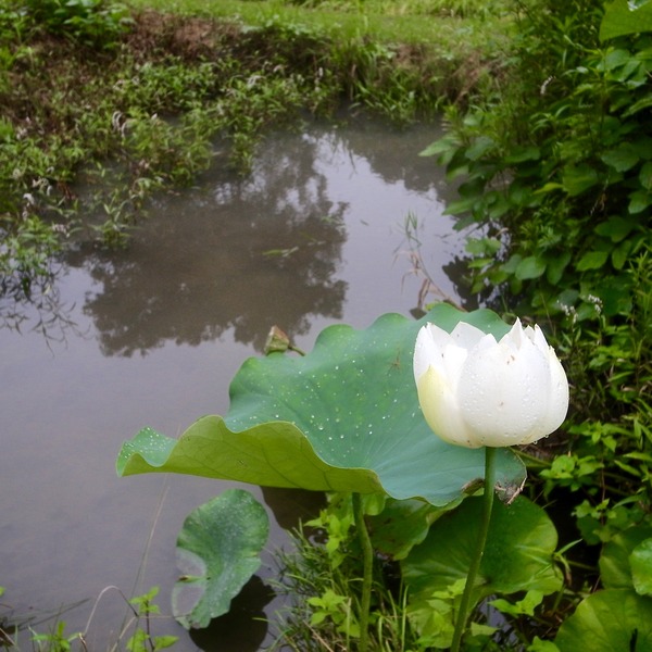 R0086525
