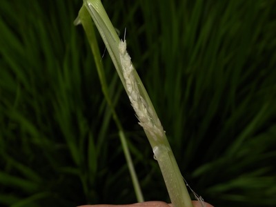RES07686