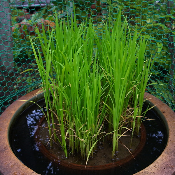 RIMG53672