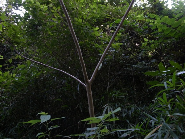 RES06854