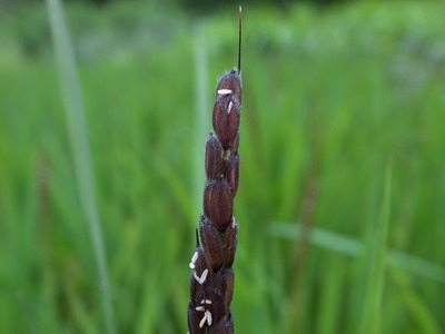 RES07886