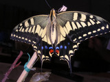 091702kiagehanatsu