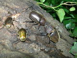 080501kabuto