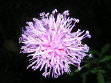 110701tamuraso