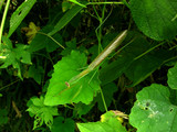 090202kamaikri