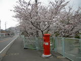 0403postsakura