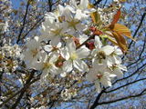 sakuramitubachi
