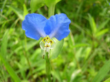 071901tsuyukusa