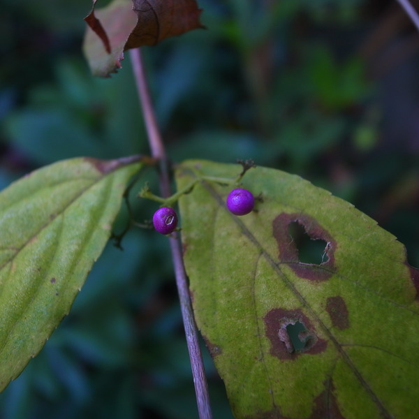 R0070644