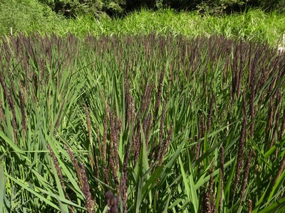 RES08081