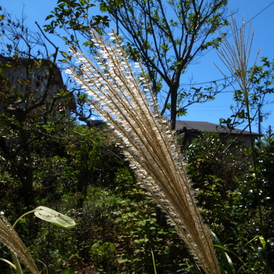 RIMG16596