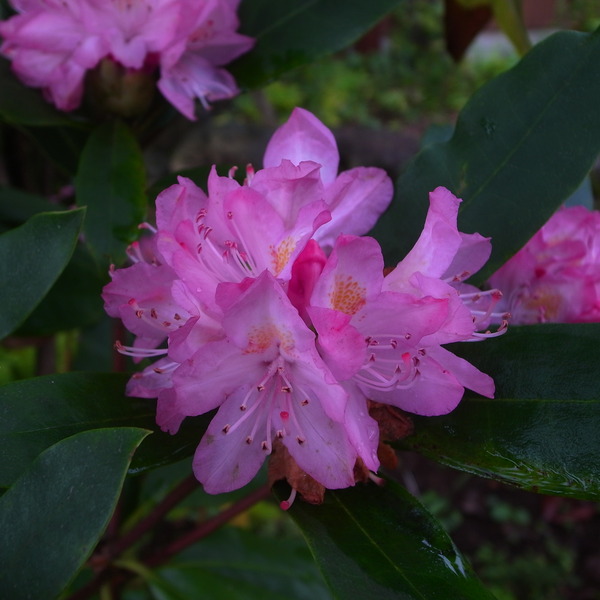 R0069908