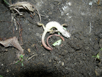 DSCN10550343