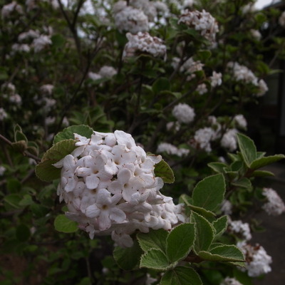 R0073099
