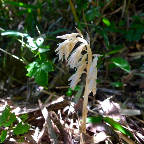 R0090990