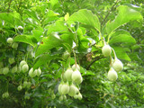 071902egonoki