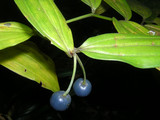 110902hochakuso